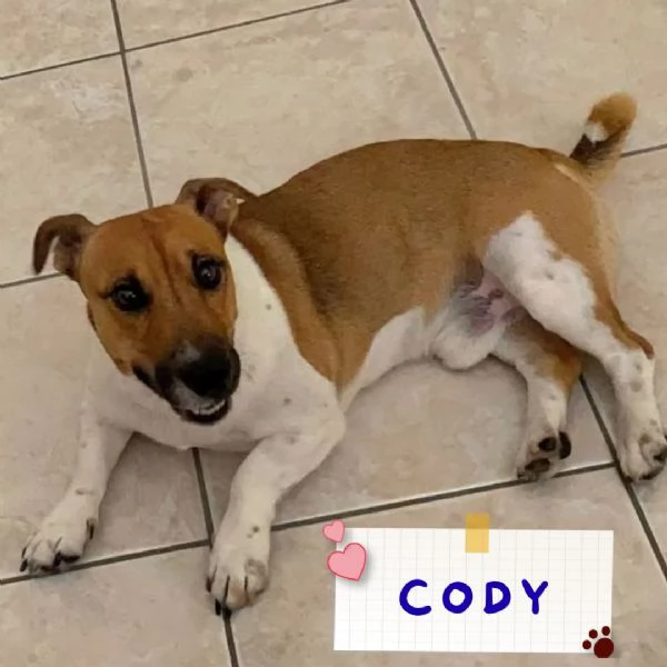 CODY simil jack russell 3 anni in adozione - Latina