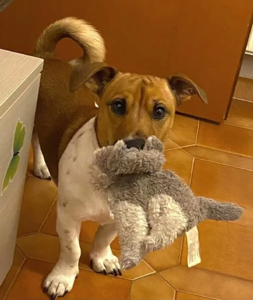CODY simil jack russell 3 anni in adozione - Latina | Foto 0