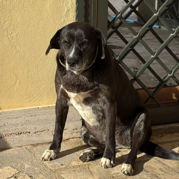 OMBRA dolce e tranquilla mix labrador in adozione a Latina | Foto 1