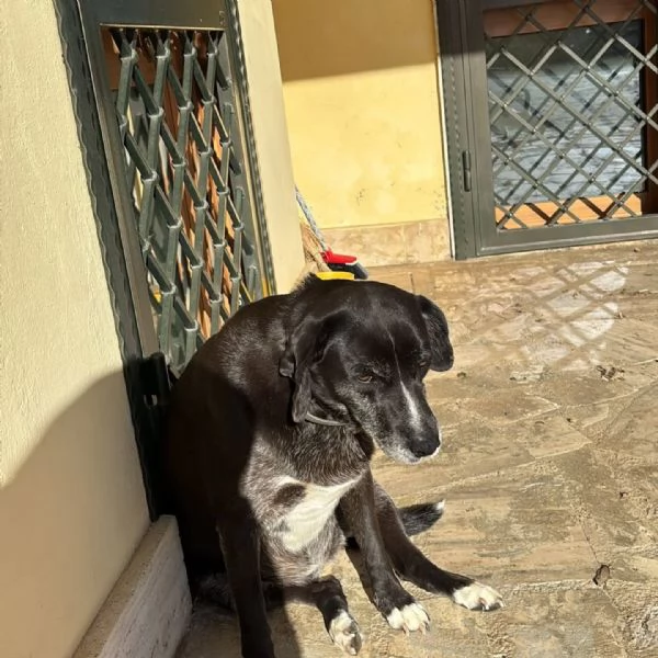 OMBRA dolce e tranquilla mix labrador in adozione a Latina | Foto 0