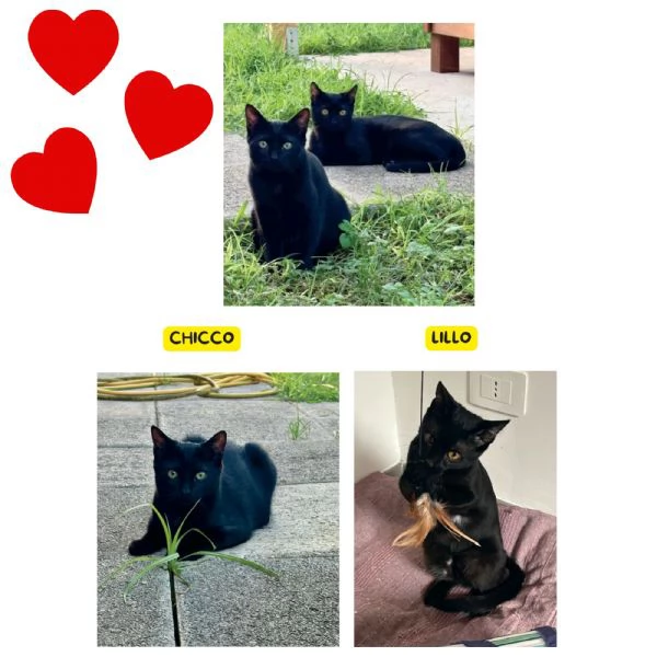 Lillo e Chicco dolci gattini in adozione