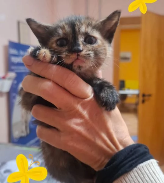 LILLY dolce micina in adozione  | Foto 2