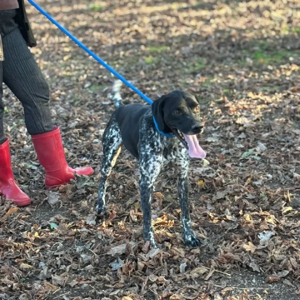 Mowgli bellissimo BRACCO POINTER cerca casa - in adozione | Foto 3