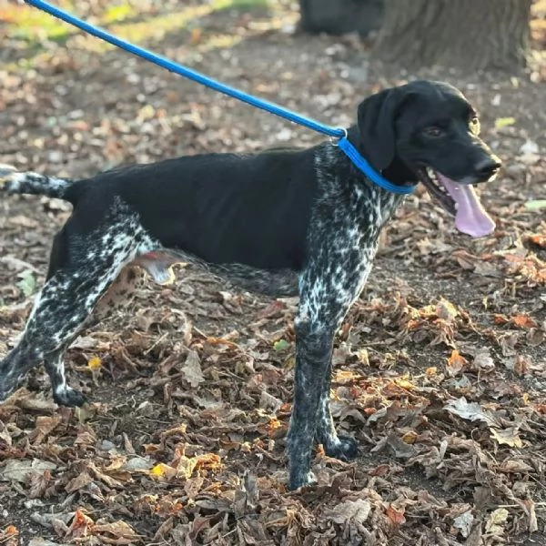 Mowgli bellissimo BRACCO POINTER cerca casa - in adozione | Foto 2