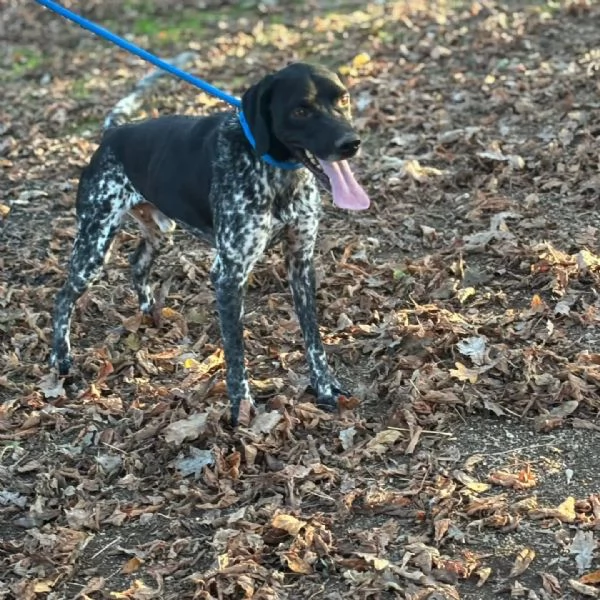 Mowgli bellissimo BRACCO POINTER cerca casa - in adozione | Foto 1