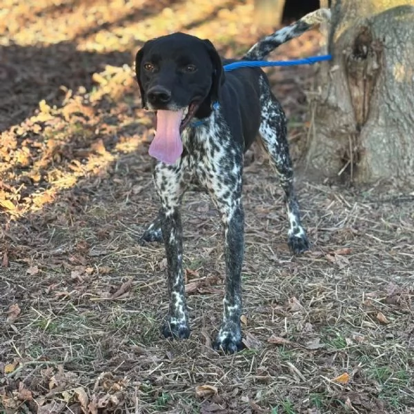Mowgli bellissimo BRACCO POINTER cerca casa - in adozione | Foto 0