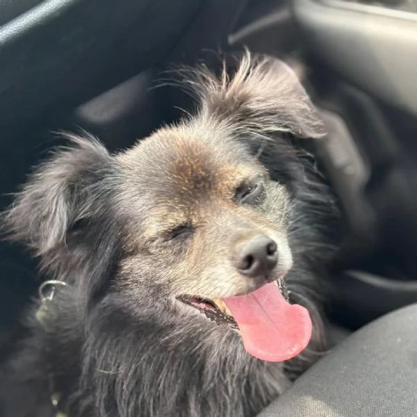 Billy adozione del cuore - cagnolino taglia MINI  6 kg | Foto 2