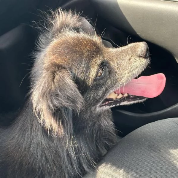 Billy adozione del cuore - cagnolino taglia MINI  6 kg | Foto 1