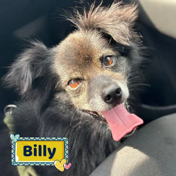 Billy adozione del cuore - cagnolino taglia MINI  6 kg