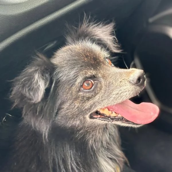 Billy adozione del cuore - cagnolino taglia MINI  6 kg | Foto 0