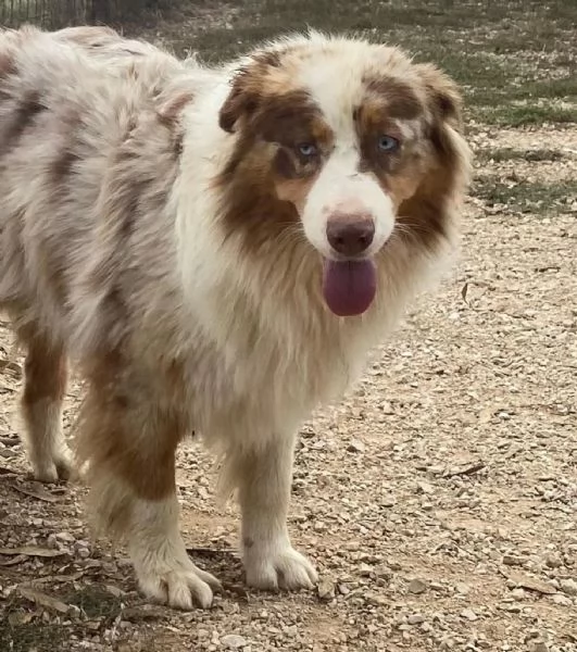 Ade - Pastore Australiano 4 anni cerca casa - in adozione | Foto 0