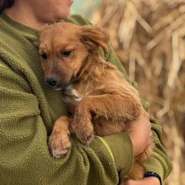 NANCY dolce cucciola 5 mesi taglia piccola cerca casa - in adozione | Foto 3
