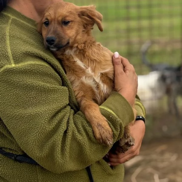 NANCY dolce cucciola 5 mesi taglia piccola cerca casa - in adozione | Foto 2