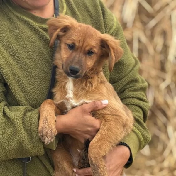 NANCY dolce cucciola 5 mesi taglia piccola cerca casa - in adozione | Foto 1