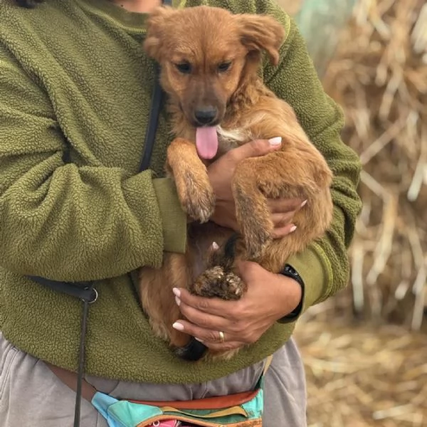 NANCY dolce cucciola 5 mesi taglia piccola cerca casa - in adozione | Foto 0