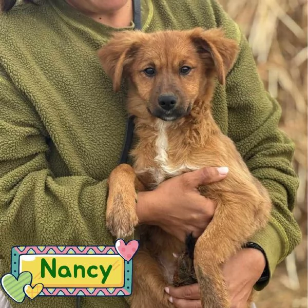 NANCY dolce cucciola 5 mesi taglia piccola cerca casa - in adozione