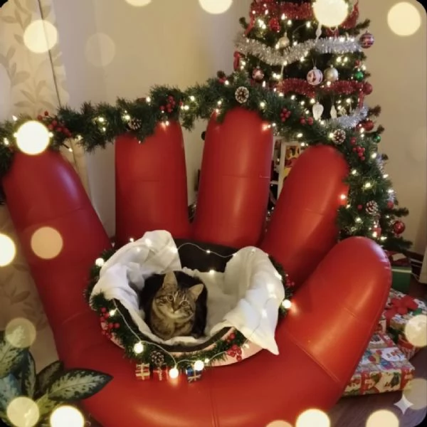 JUDE dolce micina 5 mesi cerca casa per Natale !! | Foto 1