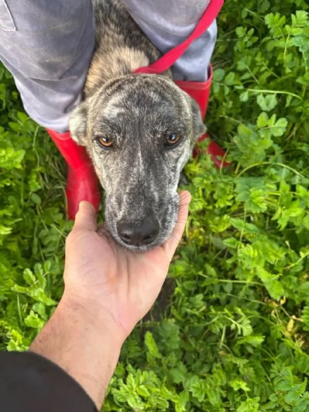 Tigrotta dolce cucciola 10 mesi taglia medio piccola cerca adozione | Foto 2