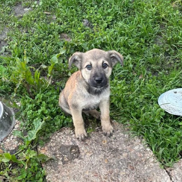 Pepito dolce cucciolo 3 mesi cerca casa - in adozione | Foto 2