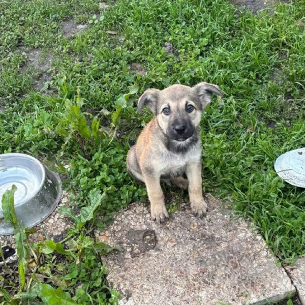 Pepito dolce cucciolo 3 mesi cerca casa - in adozione | Foto 1