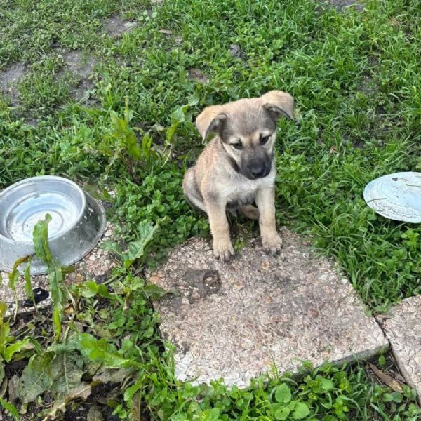 Pepito dolce cucciolo 3 mesi cerca casa - in adozione | Foto 0