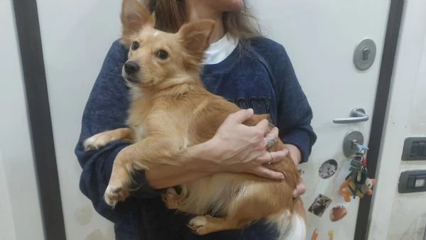 MIA dolce cagnolina taglia mini cerca casa - mix chihuahua | Foto 3