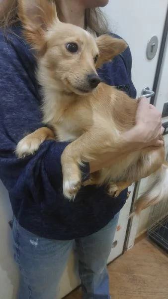 MIA dolce cagnolina taglia mini cerca casa - mix chihuahua | Foto 1