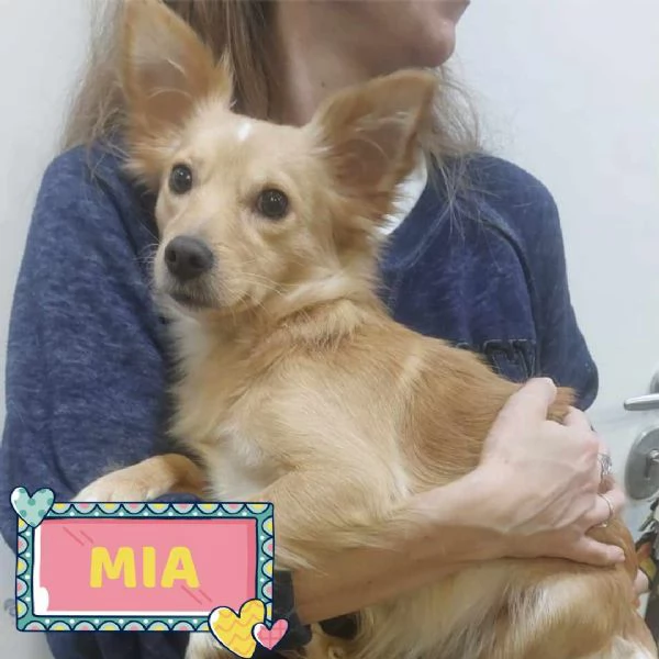 MIA dolce cagnolina taglia mini cerca casa - mix chihuahua