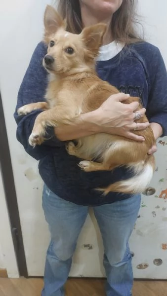 MIA dolce cagnolina taglia mini cerca casa - mix chihuahua | Foto 0