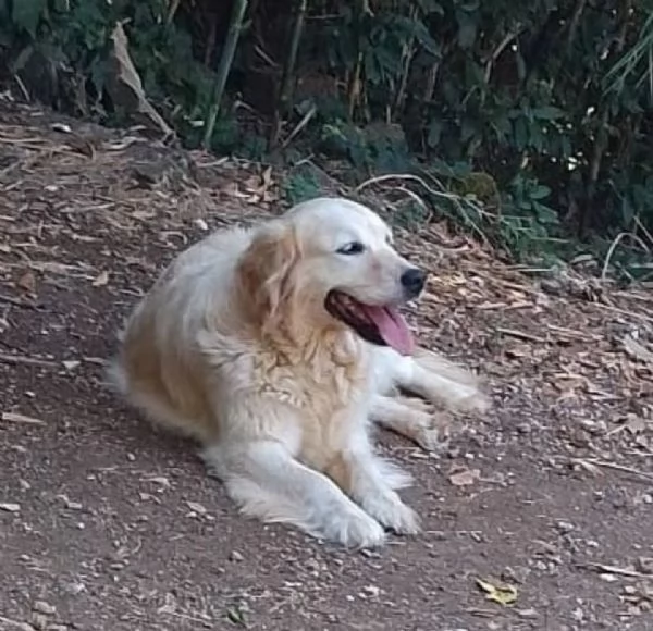 MARY dolcissima golden retriver cerca casa - in adozione  | Foto 3