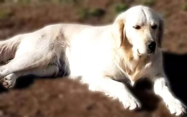 MARY dolcissima golden retriver cerca casa - in adozione  | Foto 1