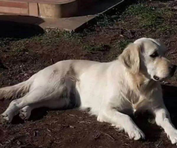 MARY dolcissima golden retriver cerca casa - in adozione  | Foto 0