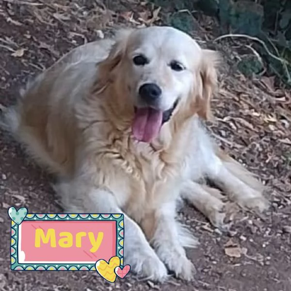 MARY dolcissima golden retriver cerca casa - in adozione 
