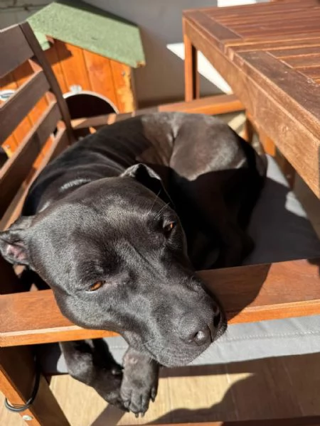 SPARTA american pitbull terrier 4 anni cerca casa - in adozione | Foto 3