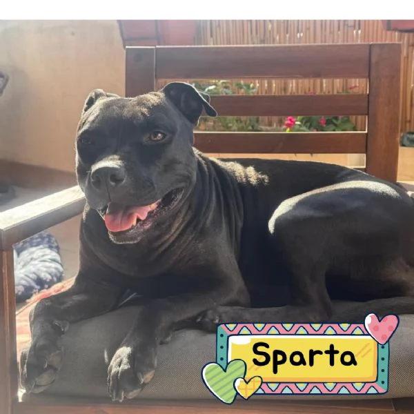 SPARTA american pitbull terrier 4 anni cerca casa - in adozione
