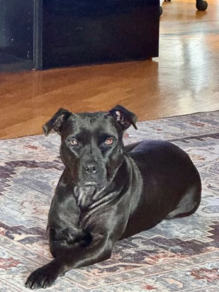 SPARTA american pitbull terrier 4 anni cerca casa - in adozione | Foto 2