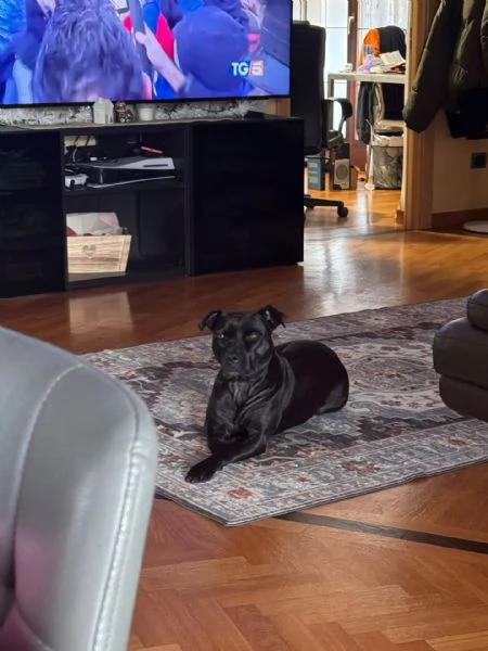 SPARTA american pitbull terrier 4 anni cerca casa - in adozione | Foto 0