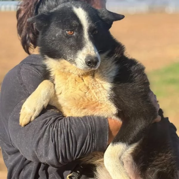 IRMA cane da orso della Carelia cerca casa - in adozione  | Foto 3