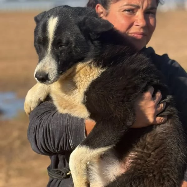 IRMA cane da orso della Carelia cerca casa - in adozione  | Foto 1