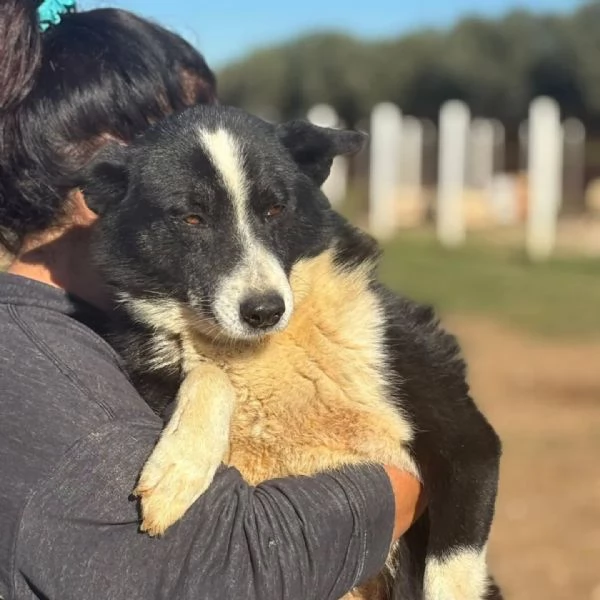 IRMA cane da orso della Carelia cerca casa - in adozione  | Foto 0