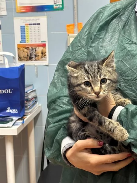 Benny-bo dolce gattino cerca casa - in adozione | Foto 3