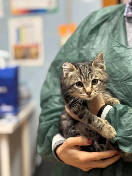 Benny-bo dolce gattino cerca casa - in adozione | Foto 2