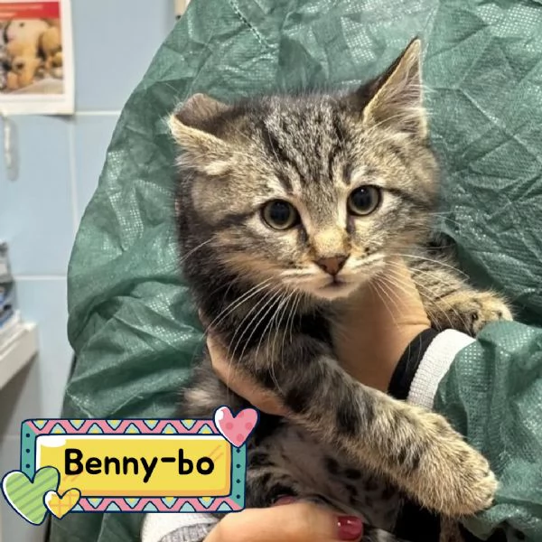 Benny-bo dolce gattino cerca casa - in adozione