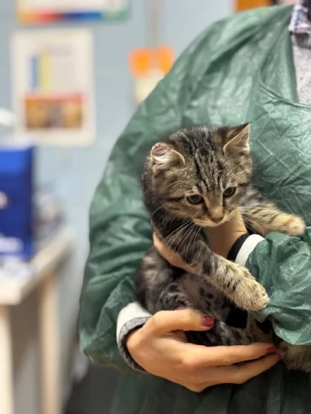 Benny-bo dolce gattino cerca casa - in adozione | Foto 0