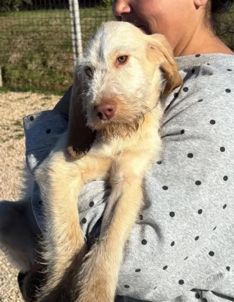 HOPE dolce cucciola spinone italiano cerca casa - in adozione  | Foto 4