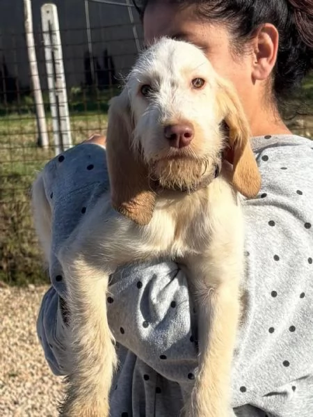 HOPE dolce cucciola spinone italiano cerca casa - in adozione  | Foto 3