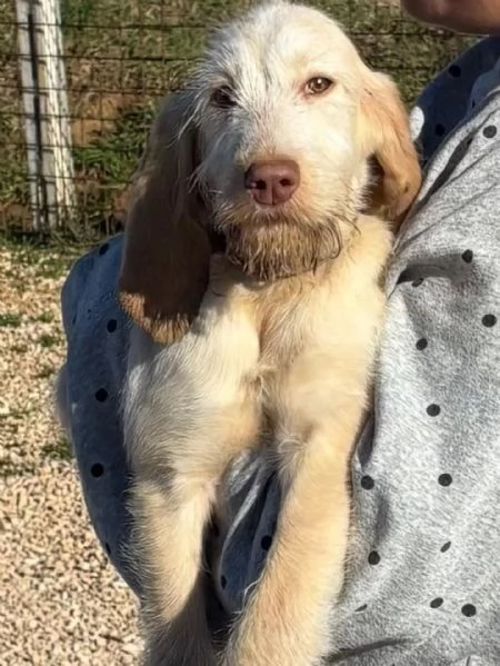 HOPE dolce cucciola spinone italiano cerca casa - in adozione  | Foto 2