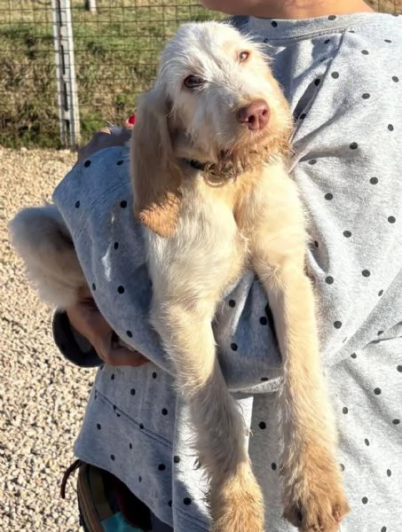 HOPE dolce cucciola spinone italiano cerca casa - in adozione  | Foto 1