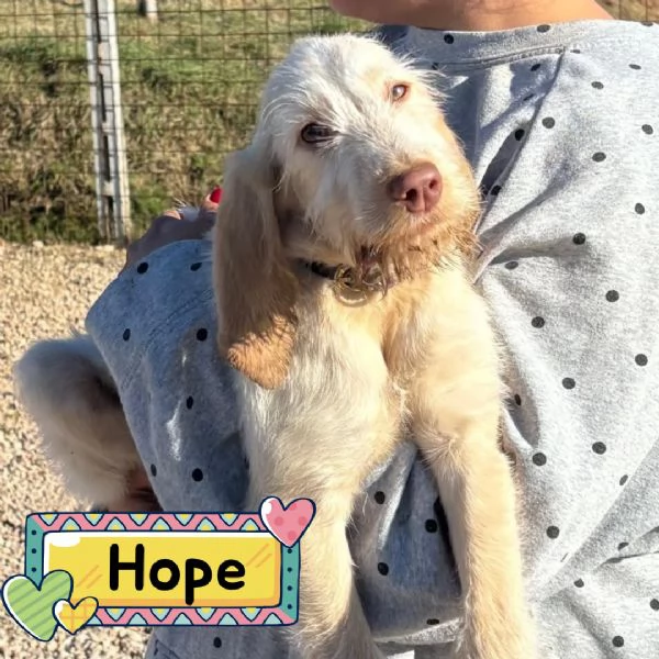 HOPE dolce cucciola spinone italiano cerca casa - in adozione 