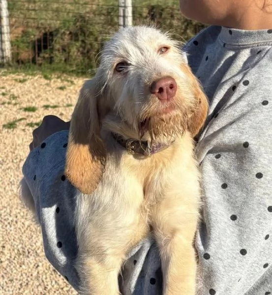 HOPE dolce cucciola spinone italiano cerca casa - in adozione  | Foto 0